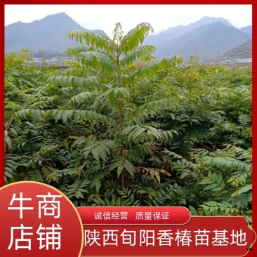 香椿苗，基地一手货源，质量好价格优，陕西发货，电联优惠
