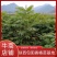 香椿苗，基地一手货源，质量好价格优，陕西发货，电联优惠