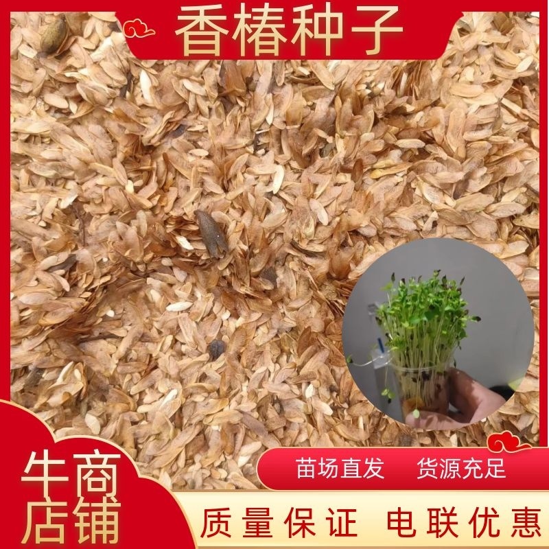 香椿种子，质量保证一手货源，种子饱满，发芽率高，电联下单