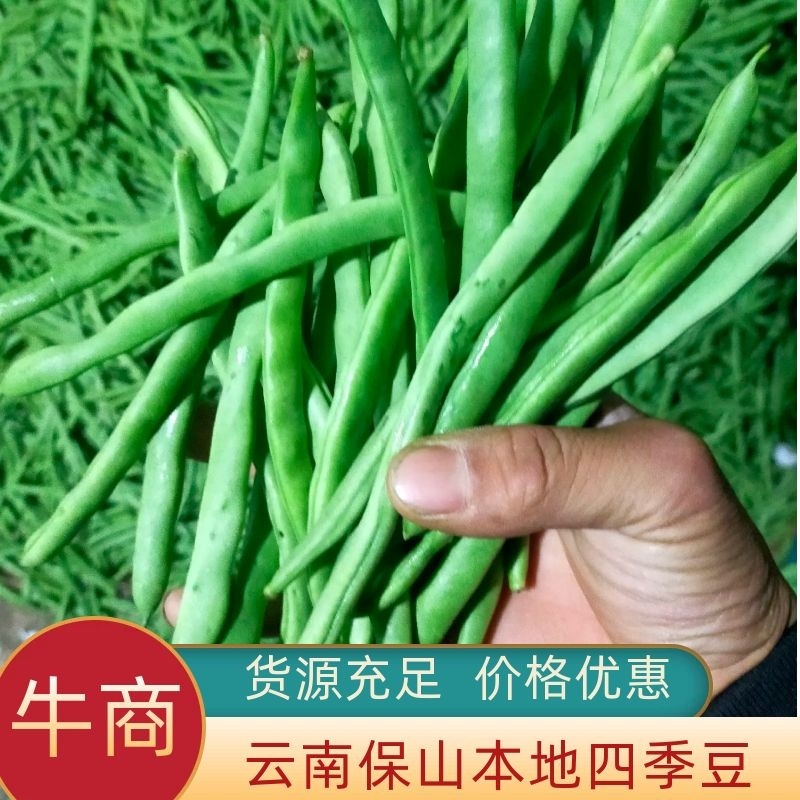 云南小金豆四季豆大量上市中长期供应电联优惠