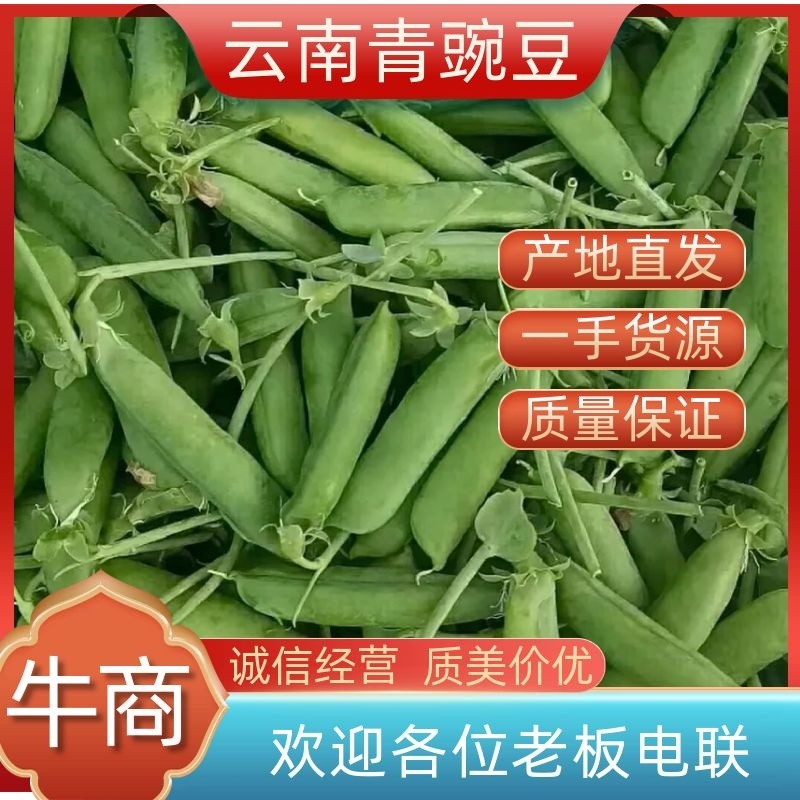 热卖云南青豌豆粒大饱满青蚕豆两个米三个米代发全国