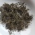 鹅不食草新货干净无杂质