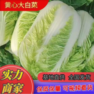 黄心白菜菜，北京三号供应山东平阴/肥城可以按客户要