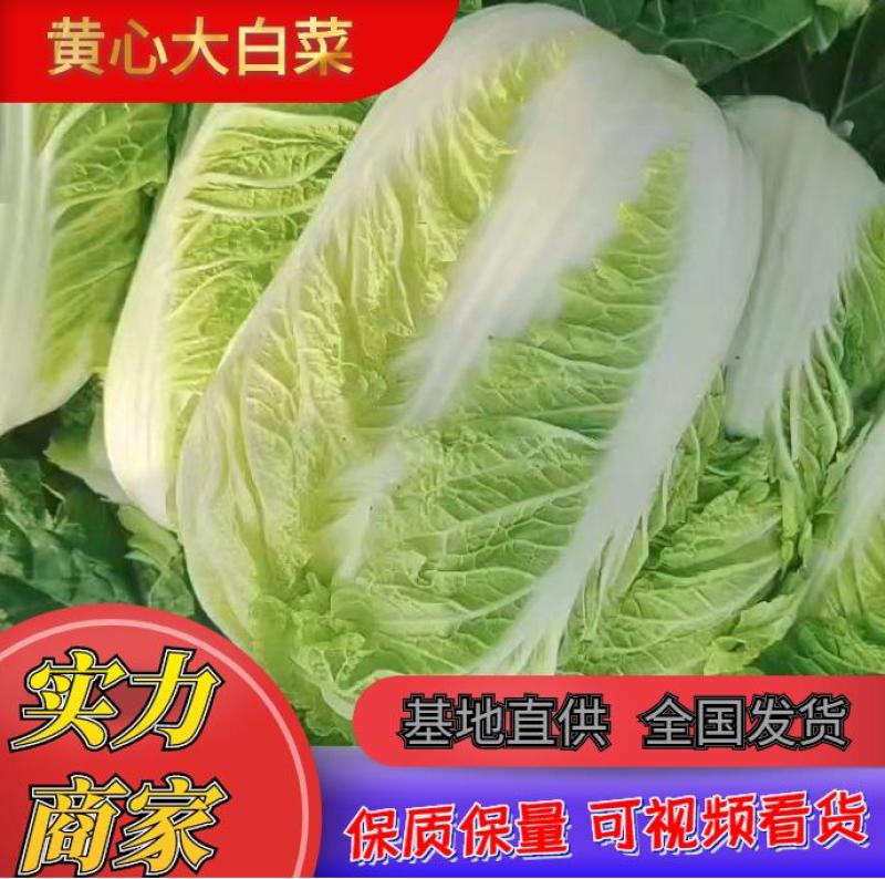 黄心白菜菜，北京三号供应山东平阴/肥城可以按客户要