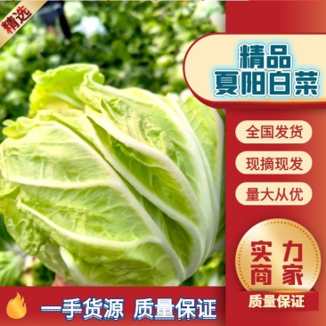夏阳白菜大量上市可以散装，装袋，装箱净菜