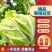 夏阳白菜大量上市可以散装，装袋，装箱净菜