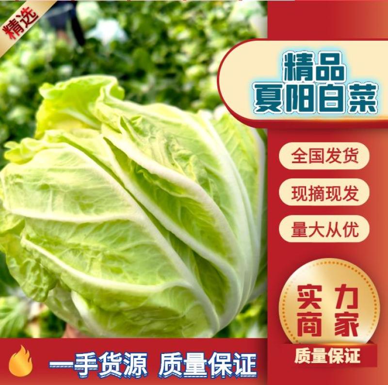 夏阳白菜大量上市可以散装，装袋，装箱净菜