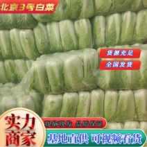 山东平阴精品大白菜北京新三号大白菜对接超市电商