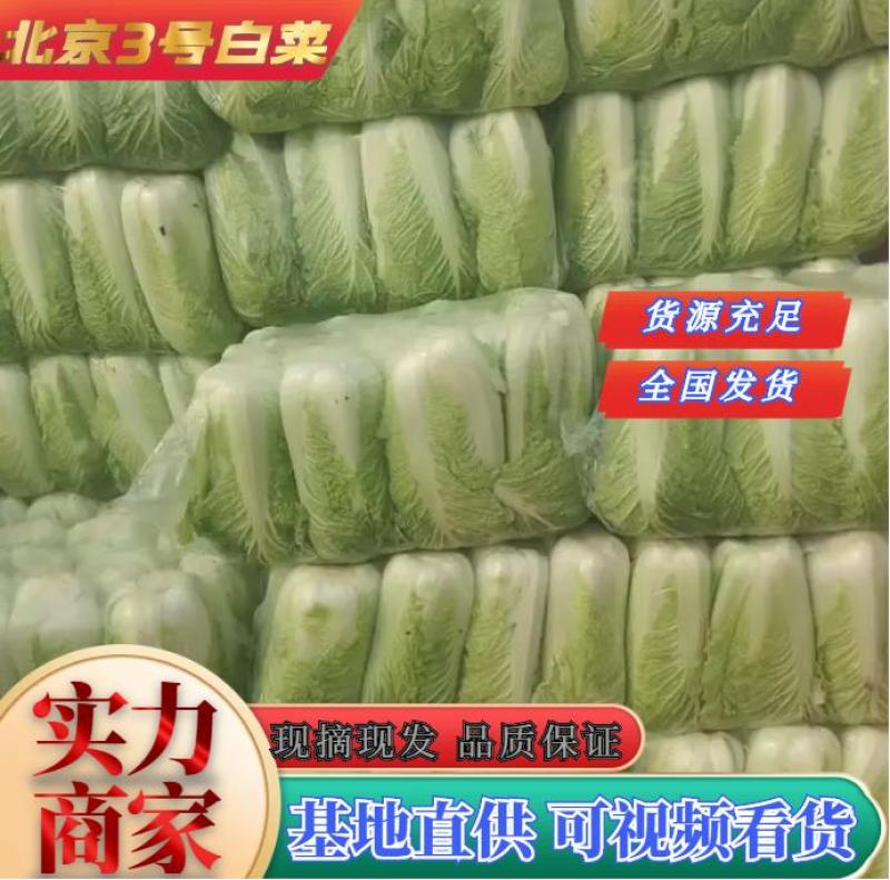 山东平阴精品大白菜北京新三号大白菜对接超市电商