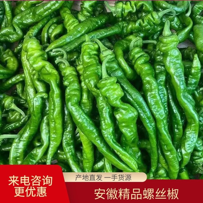 【精品】螺丝椒砀山螺丝椒基地直发大量上市全国发货