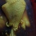 盐焗鸡腿一手货源，量大从优，可视频看货，欢迎电话联系