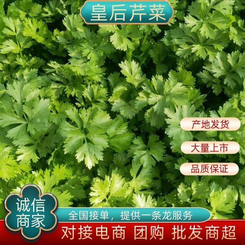 【芹菜推荐】大家好，我是辽宁凌海市蔬菜代办芹菜天天有货有