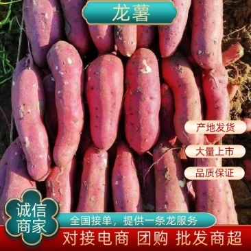 【地瓜推荐】大家好，我是辽宁凌海市蔬菜代办10初开始上市