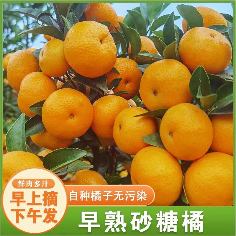 四川资中金秋沙糖桔，颜色火红，口感纯甜已大量上市
