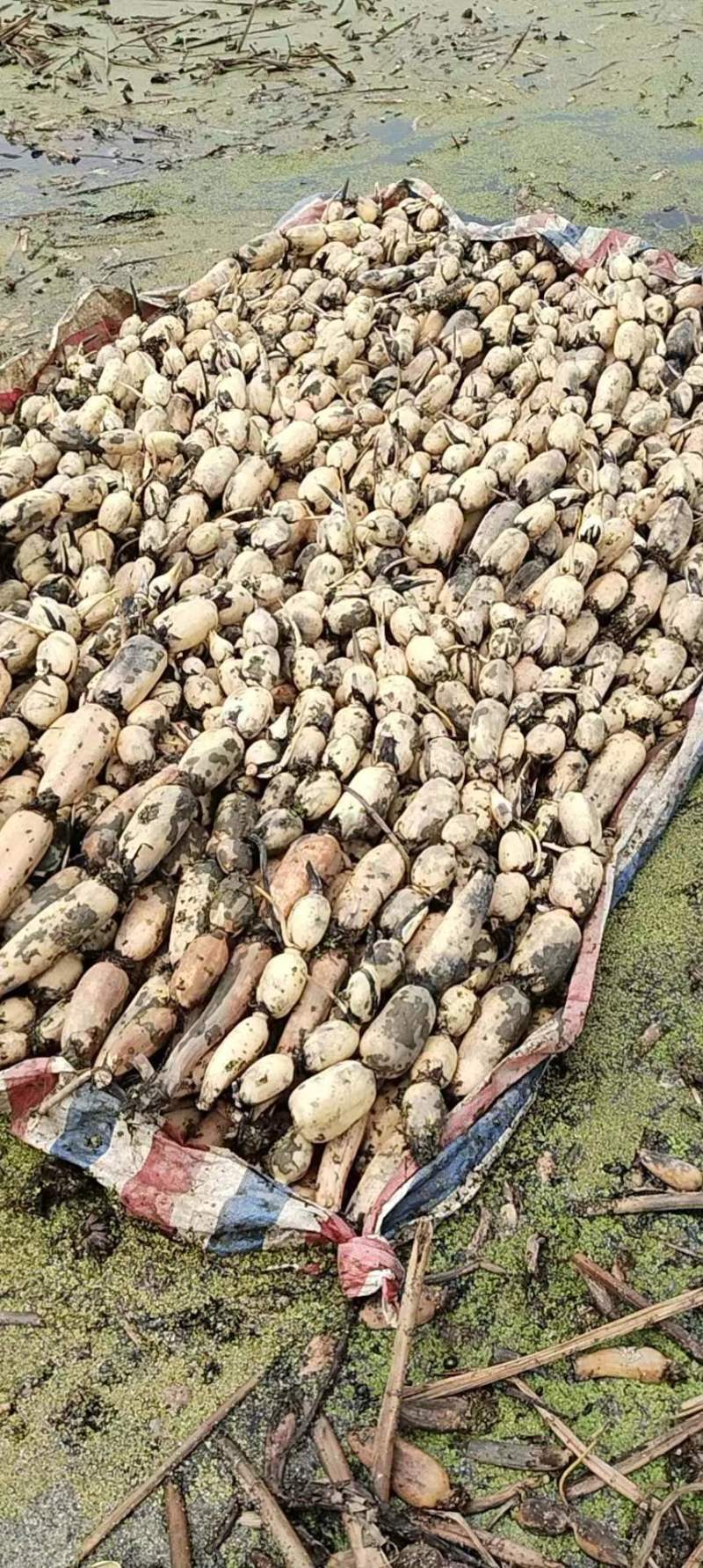 【牛商商家】精品优质莲藕，鄂莲6号产地发货，量大从优
