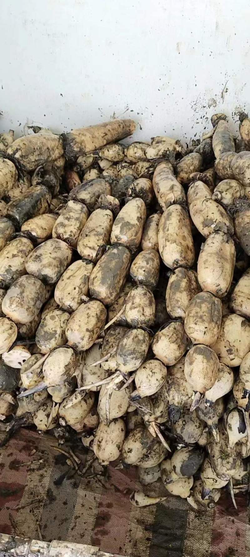 【牛商商家】精品优质莲藕，鄂莲6号产地发货，量大从优