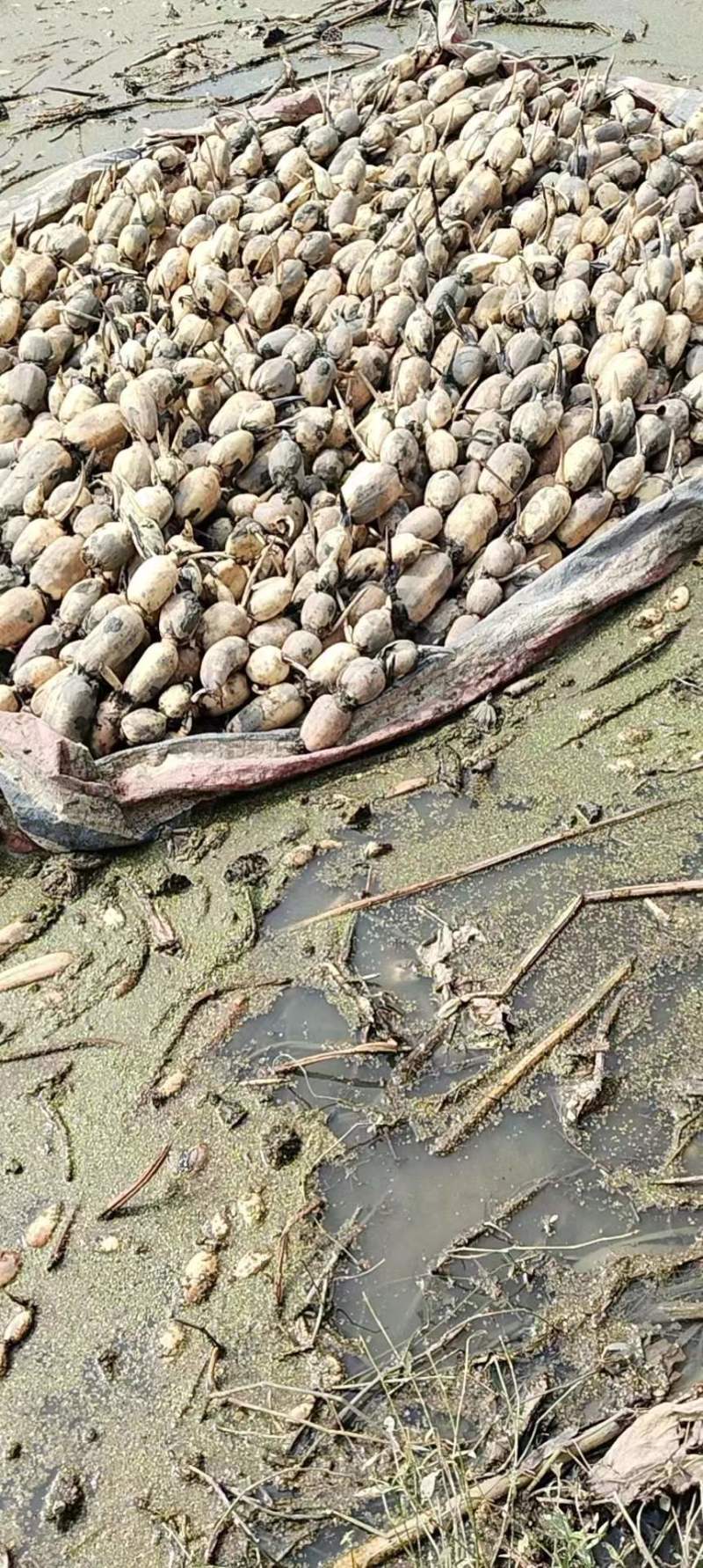 【牛商商家】精品优质莲藕，鄂莲6号产地发货，量大从优