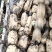 【牛商商家】精品优质莲藕，鄂莲6号产地发货，量大从优