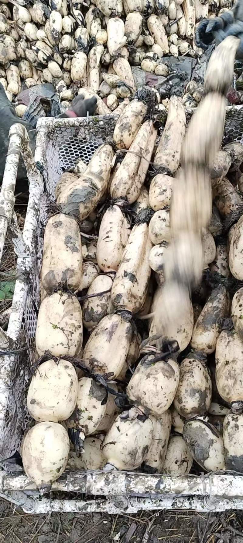 【牛商商家】精品优质莲藕，鄂莲6号产地发货，量大从优