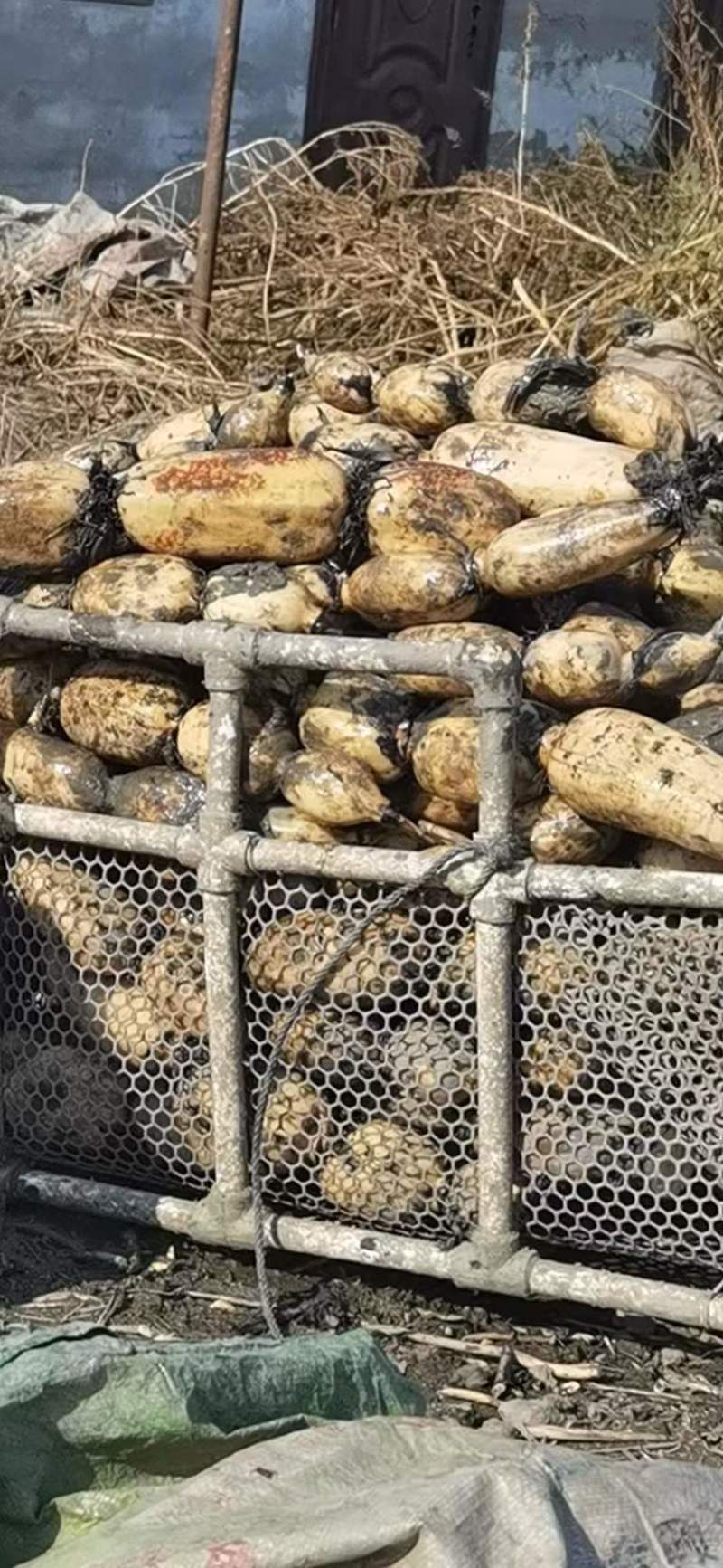 【牛商商家】精品优质莲藕，鄂莲6号产地发货，量大从优