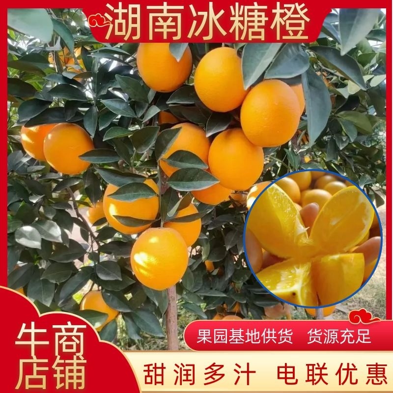 湖南正宗冰糖橙甜润多汁，一手货源口感纯甜欢迎来电下单