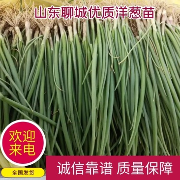山东二红洋葱苗包回收免费提供技术指导对接全国欢迎
