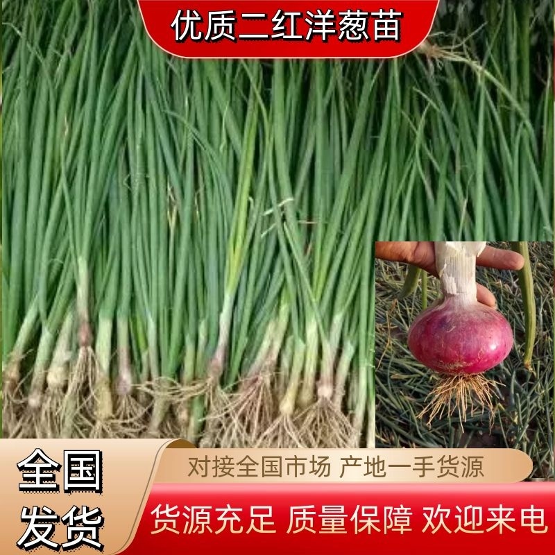 精品洋葱苗免费提供技术指导包回收对接全国市场欢迎来电合作