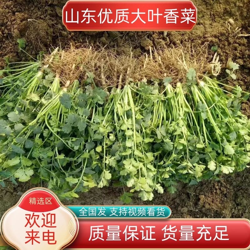 铁杆青香菜中叶香菜储存各种包装发往各地市场欢迎来电