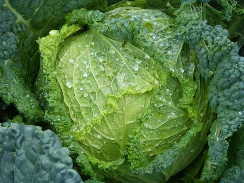 【诚信商家】精品黄心大白菜，一手货源，只做精品！
