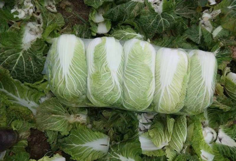 【诚信商家】精品黄心大白菜，一手货源，只做精品！