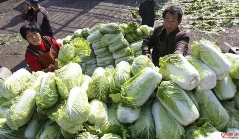 【诚信商家】精品黄心大白菜，一手货源，只做精品！