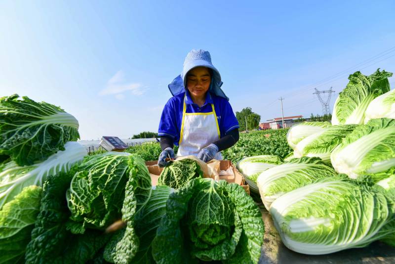 【诚信商家】精品黄心大白菜，一手货源，只做精品！