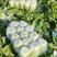【白菜】湖南黄心白菜大量上市可视频看货品质保证