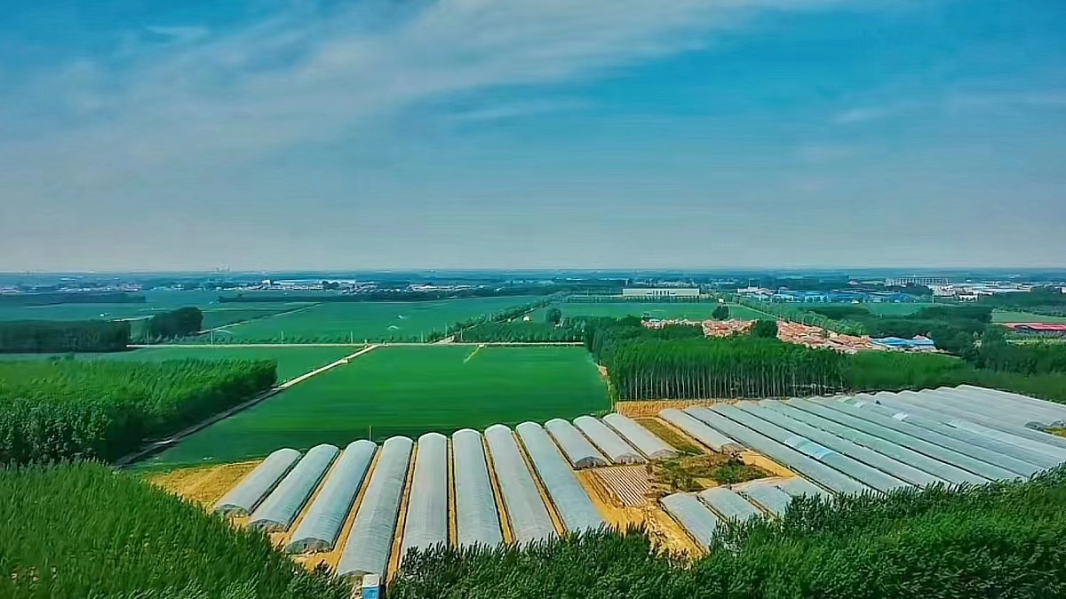 水果沙窝萝卜种植基地航拍图