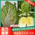 【热卖】白菜黄心白菜大量上市产地直发可视频看货