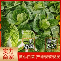 【白菜】湖南黄心白菜大量上市可视频品质保证