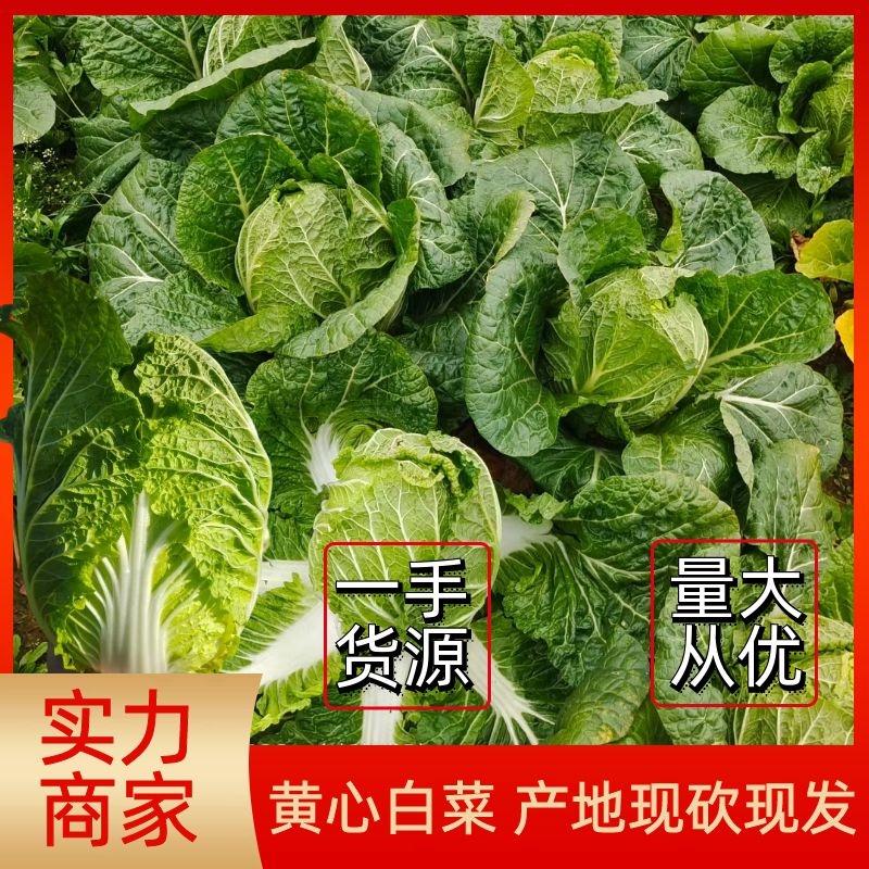 【白菜】湖南黄心白菜大量上市可视频看货品质保证