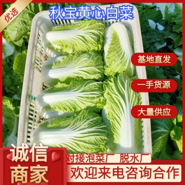 白菜黄心大白菜精品黄心大白菜对接全国量大从优