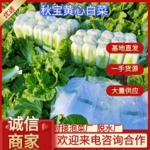 白菜黄心大白菜精品黄心大白菜对接全国量大从优