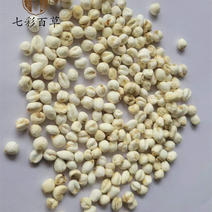 平贝母0.6cm珍珠小平贝小贝母产地直发大量供应