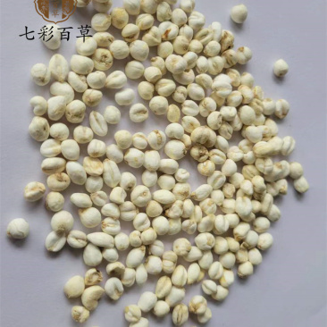 平贝母0.6cm珍珠小平贝小贝母产地直发大量供应
