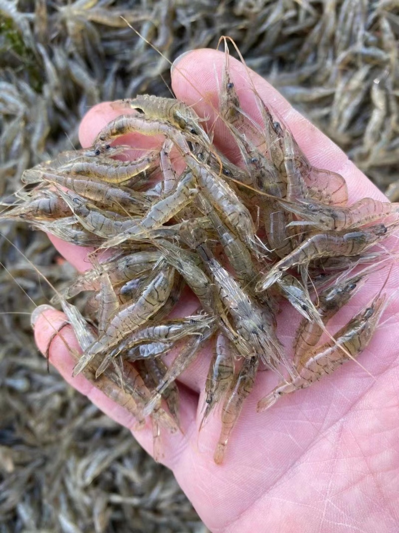 2-4河虾米虾一分价钱一分货精品新鲜