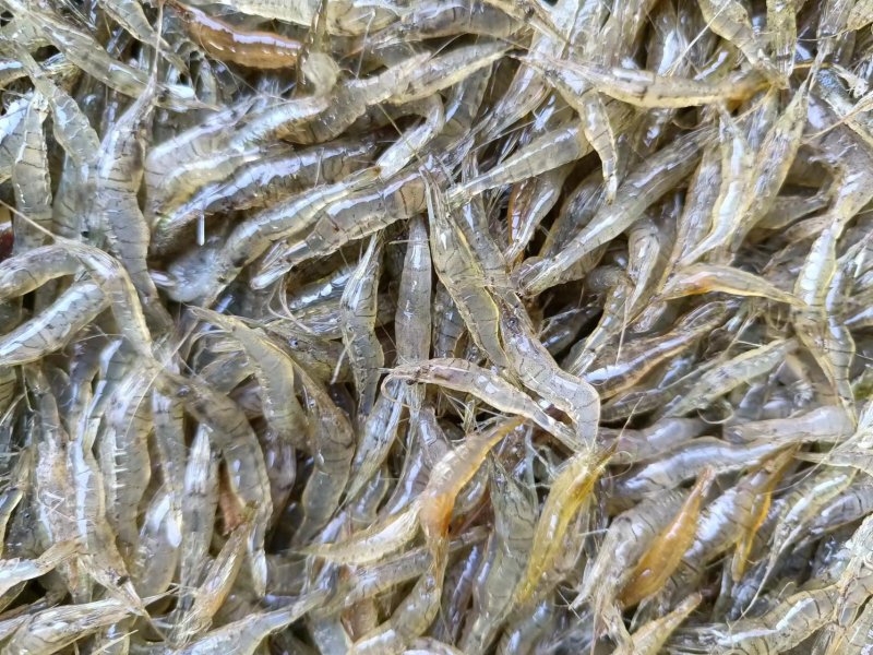 2-4河虾米虾一分价钱一分货精品新鲜