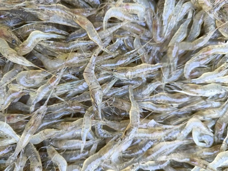 2-4河虾米虾一分价钱一分货精品新鲜