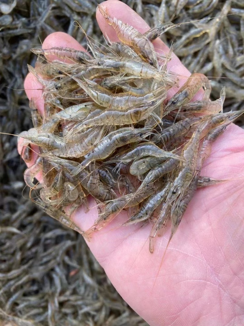 2-4河虾米虾一分价钱一分货精品新鲜