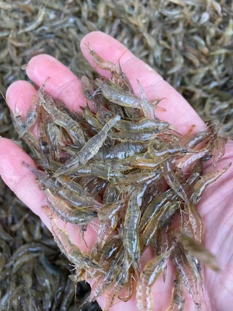 2-4河虾米虾一分价钱一分货精品新鲜