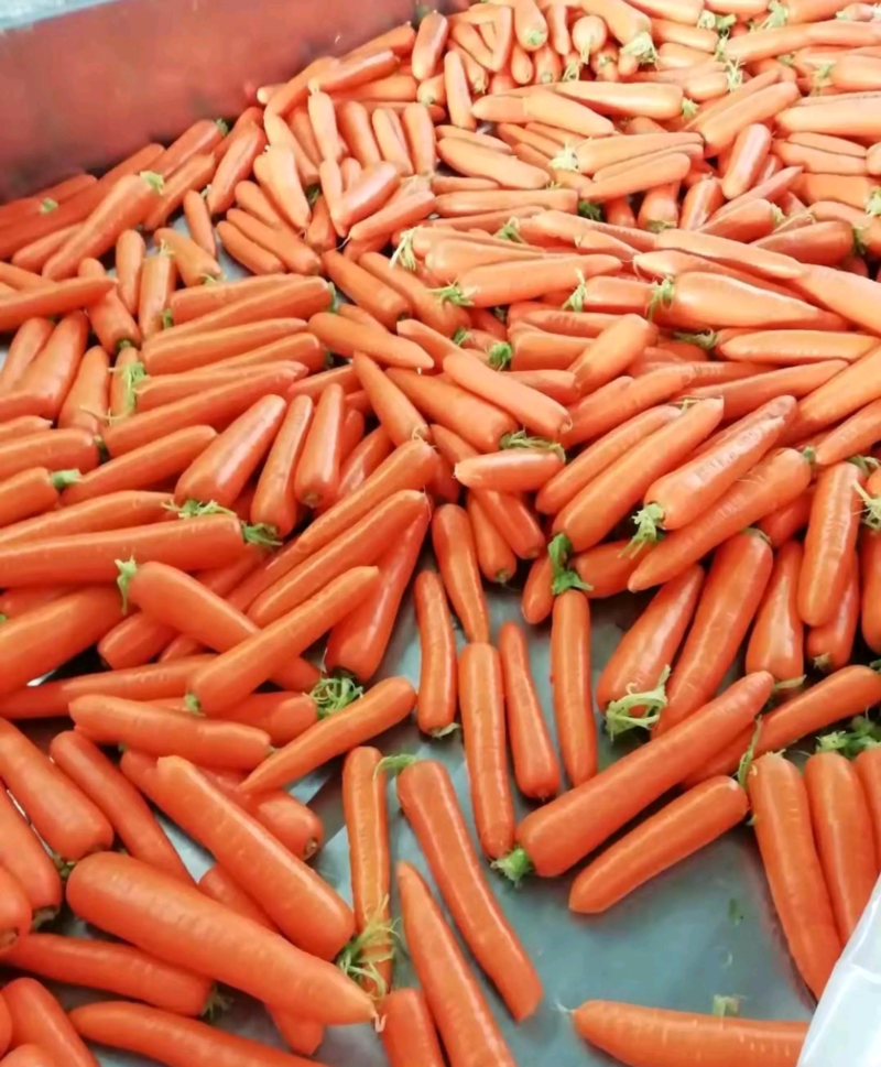 精品水洗三红胡萝卜货源充足价格优惠对接全国市场商超