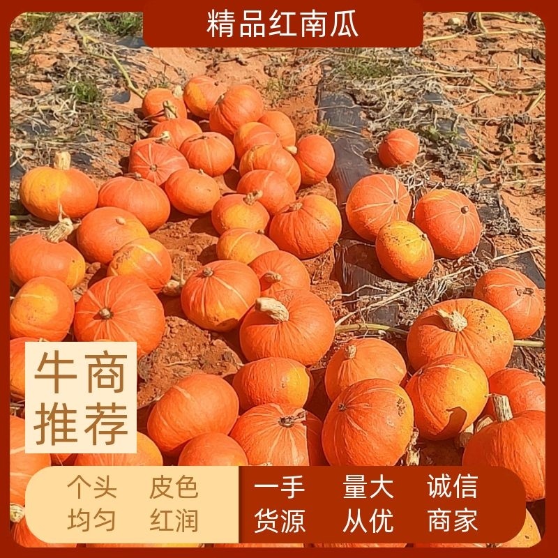 湛江市红南瓜大量上市，精品南瓜欢迎前来订购
