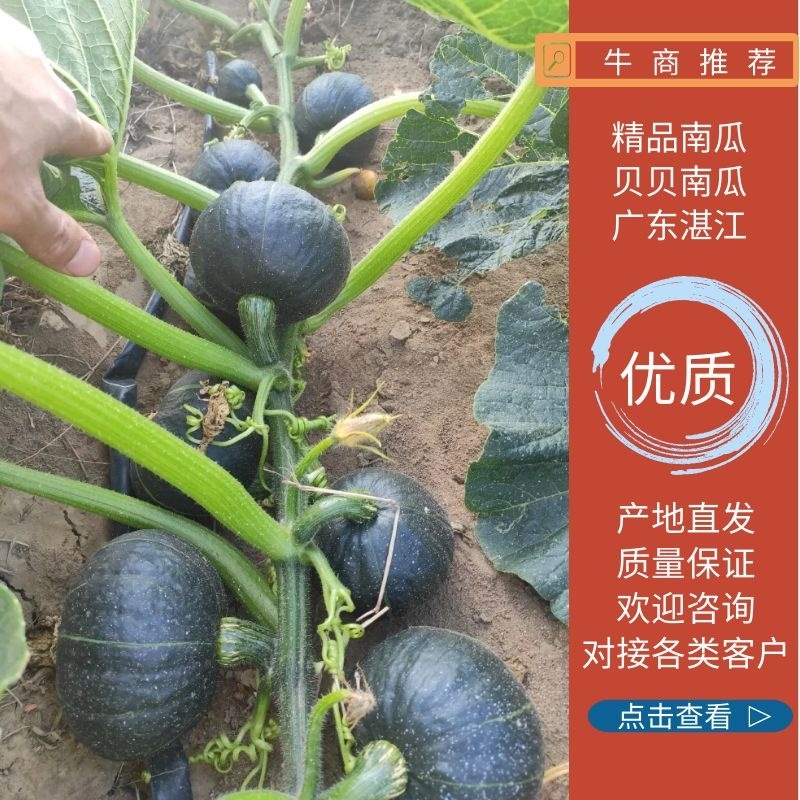 精品贝贝南瓜，粉香甜糯，一件代发按客户要求的规格严选。