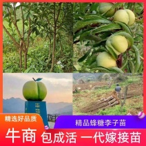 蜂糖李子苗，四月李苗原产地直发正宗苗，一代嫁接苗，直生